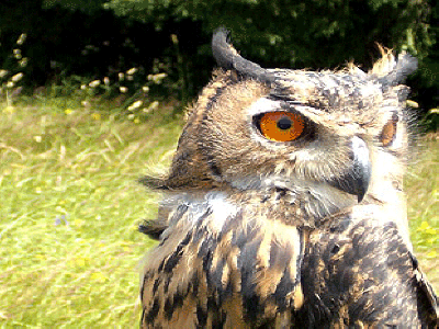 Bulgarian wildlife
